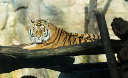 Zoologická zahrada Hluboká nad Vltavou