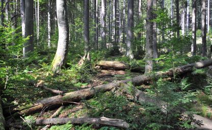 Boubínský prales a jezírko