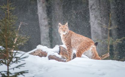 Návštěvnické centrum Kvilda