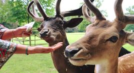 Zámecký park v Blatné a místní stádečko daňků 🦌. V parku…