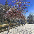 Rozkvetlé stromy 🌷 znovu pohltil sníh, ❄️ co tomu říkáte? Jste rádi, že nasněžilo nebo už byste raději pravé jaro? 💙 
.…