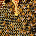 Malá expozice včelařských tradic. 🐝

Včelařská expozice - "místnost tradic včelařství", v podkroví Spolkového domu čp.…